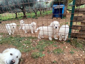 Cuccioli Pastore Maremmano Abruzzese