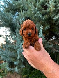 barboncino femmina Toy  Red Brown 2 mesi 