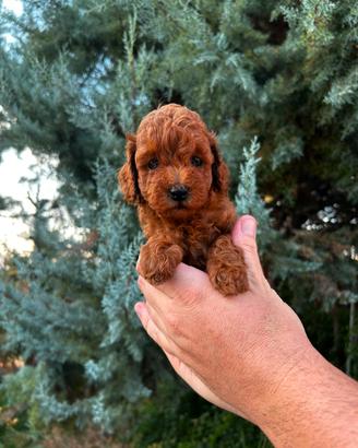 barboncino femmina Toy  Red Brown 2 mesi 