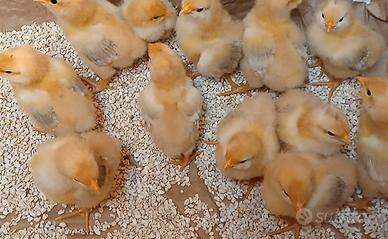 Pulcini Robusta Lionata