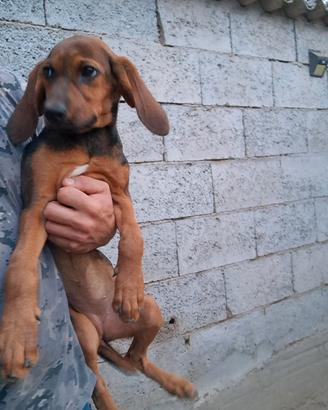 Segugia maremmana