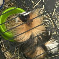 Cavia 4/5 mesi