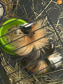 Cavia 4/5 mesi