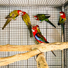 Roselle comuni varie mutazioni