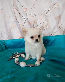 Chihuahua cuccioli dall' allevamento