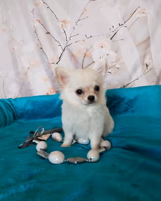 Chihuahua cuccioli dall' allevamento