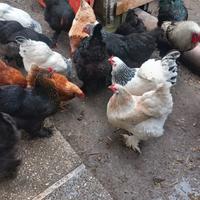 Galli e Galine giovani (Brahma)