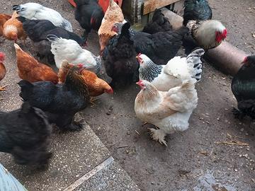 Galli e Galine giovani (Brahma)