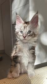 Cuccioli Maine Coon