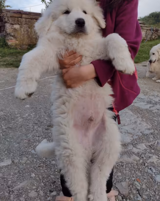Cuccioli pastore maremmano abruzzese