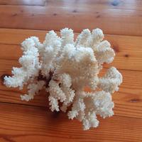 Corallo bianco