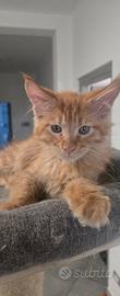 cuccioli Maine Coon Red 3 mesi 