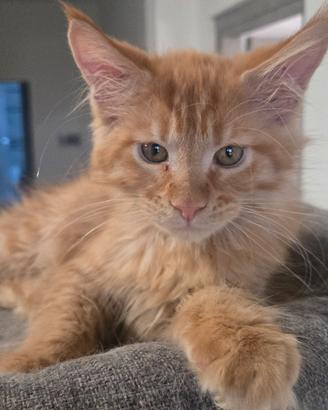 cuccioli Maine Coon Red 3 mesi 