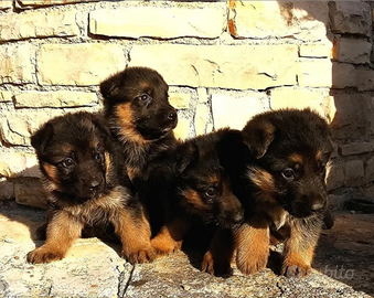 Pastore tedesco cuccioli