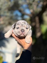 Bulldog francese maschio