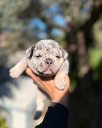 Bulldog francese maschio