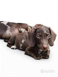 Cuccioli di bassotto