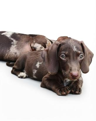 Cuccioli di bassotto