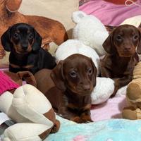 Bassotti tedeschi nani kaninchen pedigree