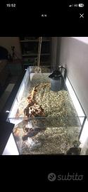 ACQUARIO PER PESCI TETRA 54l