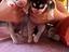 Immagine 4