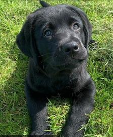 Cucciolo labrador