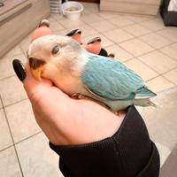 Inseparabile allevato a mano