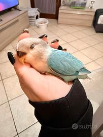 Inseparabile allevato a mano