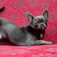 Chihuahua da monta