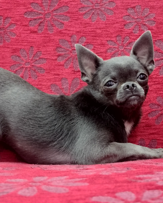 Chihuahua da monta