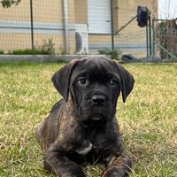 Cuccioli di Cane Corso