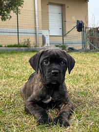 Cuccioli di Cane Corso