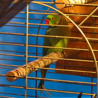 Parrocchetto dal collare