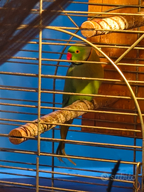 Parrocchetto dal collare