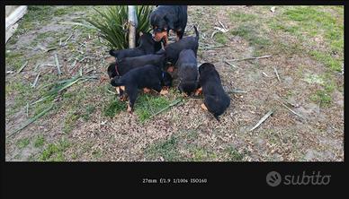 Cucciolo Rottweiler