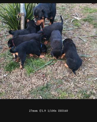 Cucciolo Rottweiler