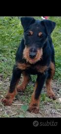 Jack terrier