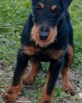 Jack terrier