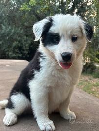 Cucciolo border collie