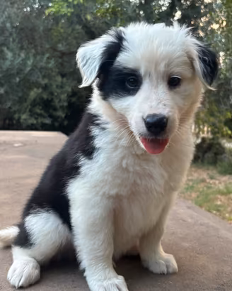 Cucciolo border collie
