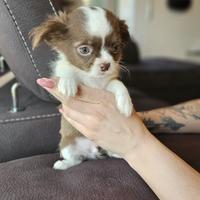 Chihuahua pelo lungo pedigree Enci