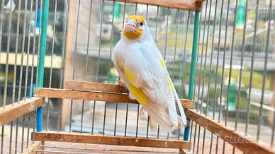 Cardellino