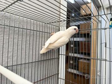Inseparabile albino