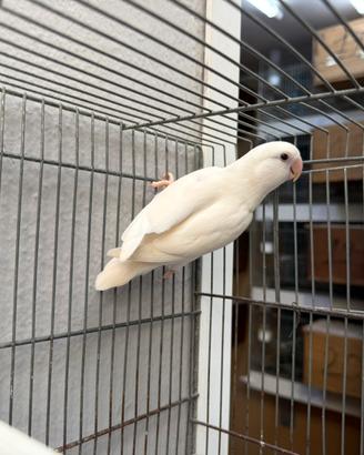 Inseparabile albino