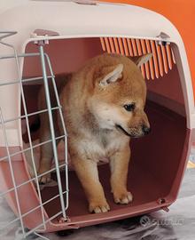 Shiba Inu pedigree