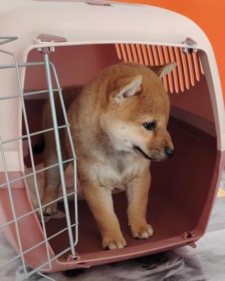 Shiba Inu pedigree