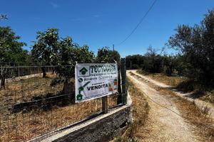 TER. AGRICOLO A FRANCAVILLA FONTANA