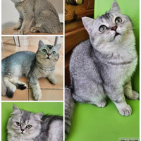 Cuccioli di british shorthair/Longha con pedigree