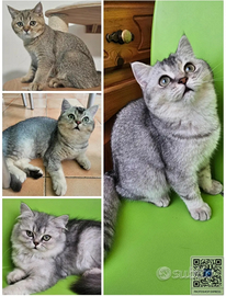 Cuccioli di british shorthair/Longha con pedigree