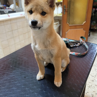 Shiba inu